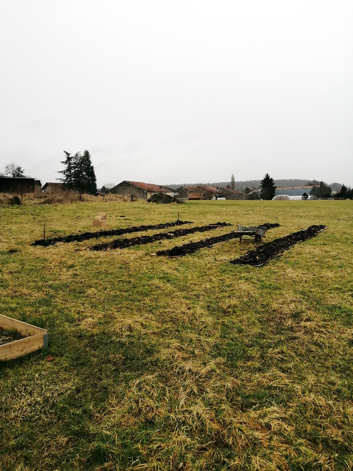 Plantes comestibles Vosges