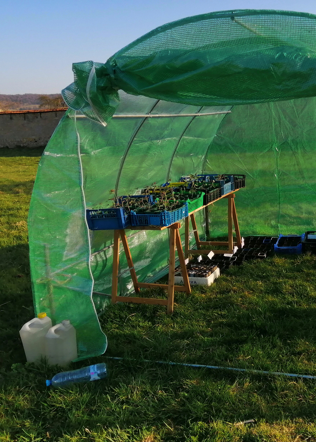 Plantes Vosges
