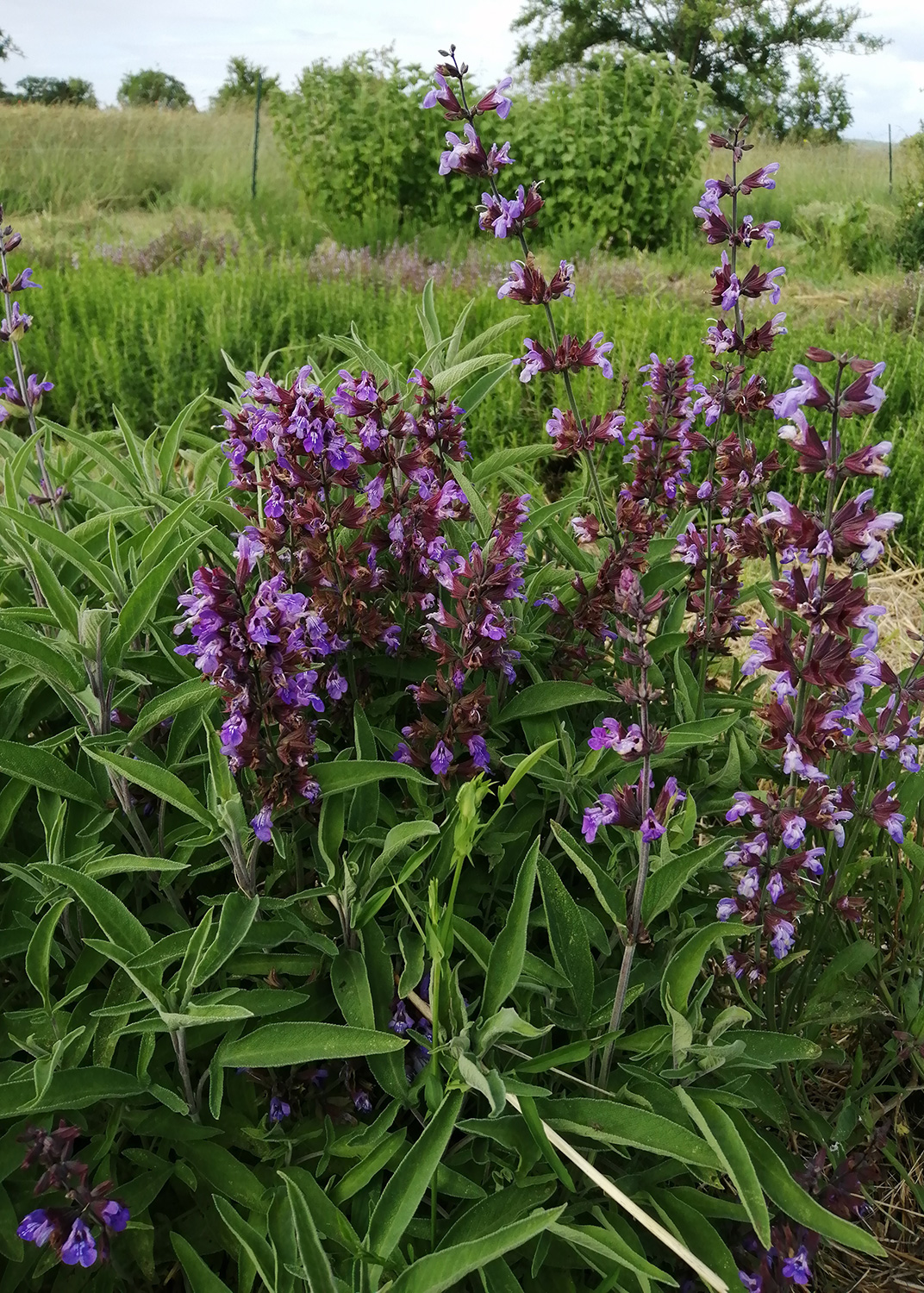 Plantes sauvages Vosges